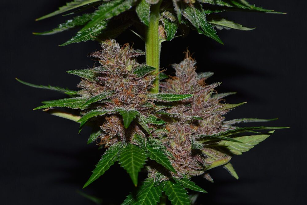 Genética de cannabis Purple Haze – G13 Labs – foto 2