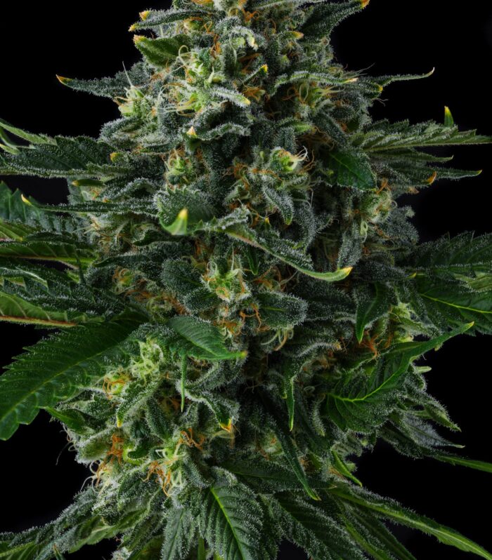 Philbo Baggins Feminizada - Compound Genetics