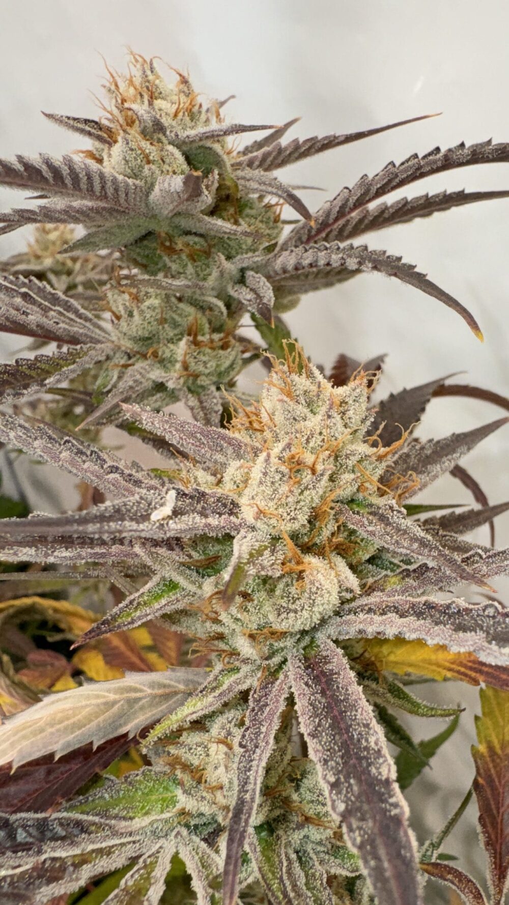 Sementes feminizadas Pink Crumble – Karma Genetics