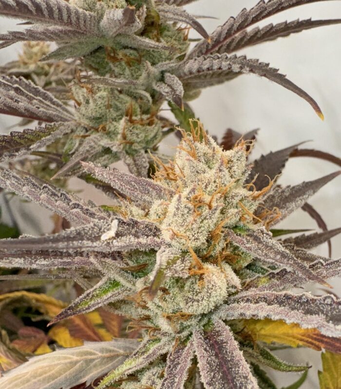 Pink Crumble - KARMA GENETICS