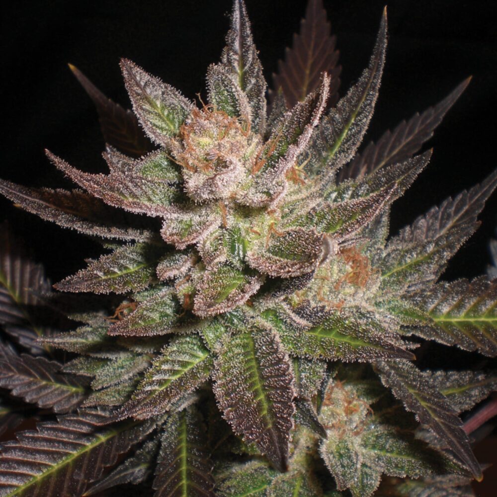 Genética de cannabis Purple Haze – G13 Labs – foto 3