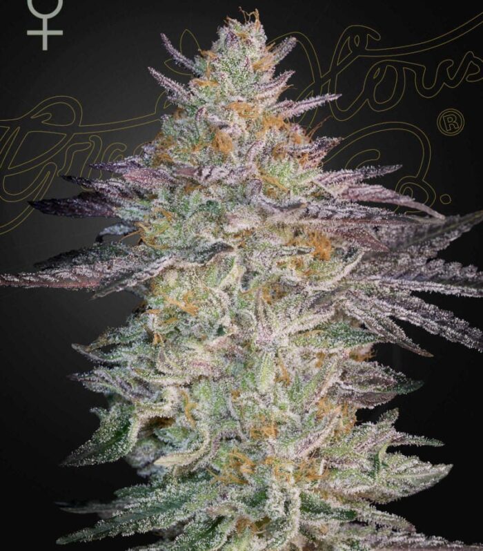 Super Lemon Haze x GMO - Green House Seed Co