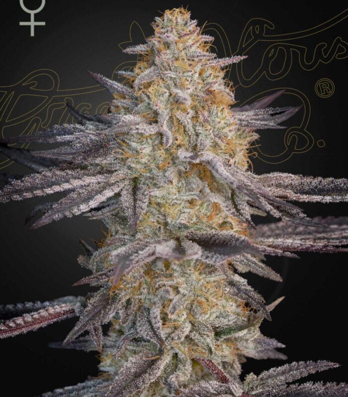Super Lemon Haze x RS11 - Green House Seed Co