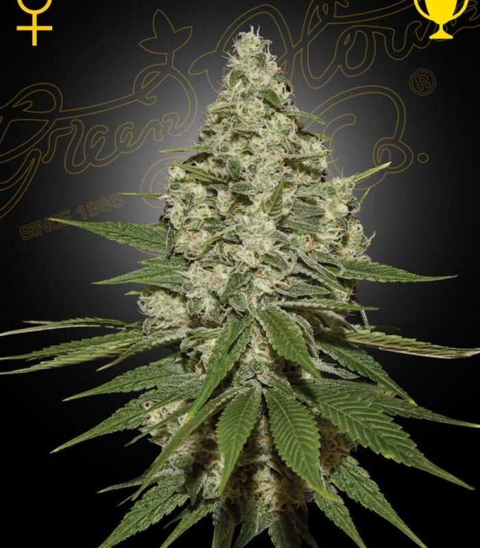 Super Lemon Haze - Green House Seed Co