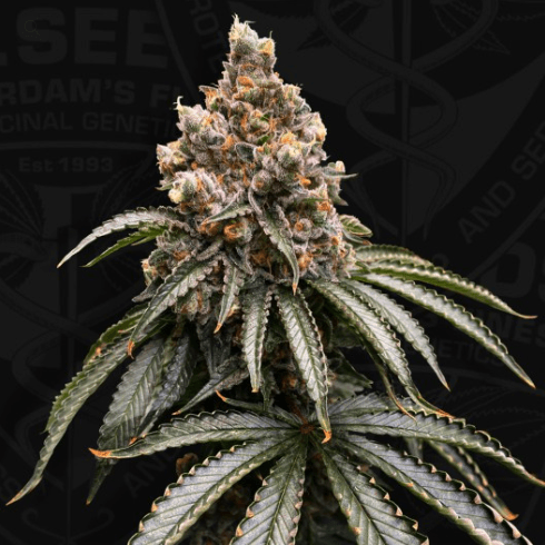 Mona Lisa - T.H Seeds