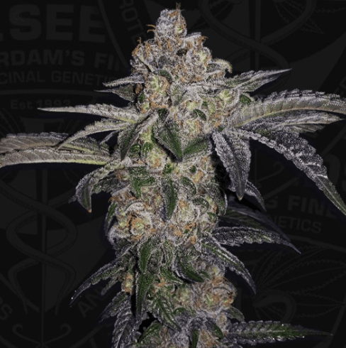 Pure Runtzy - T.H Seeds