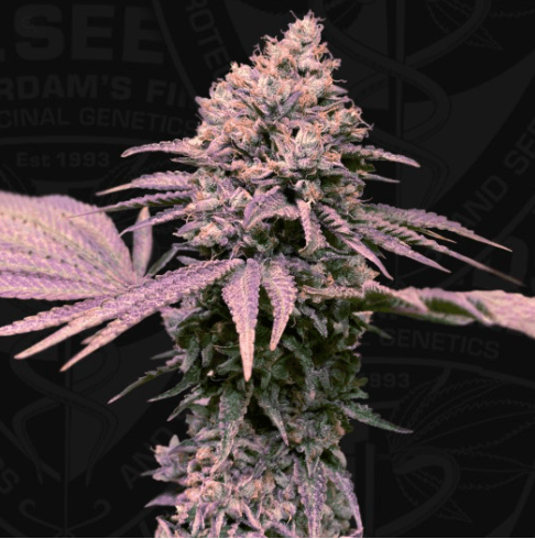 London Mint Cake - T.H Seeds