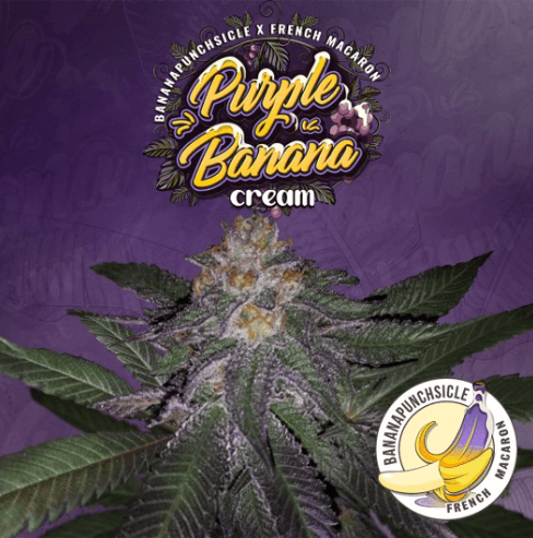 Purple Banana Cream - T.H Seeds