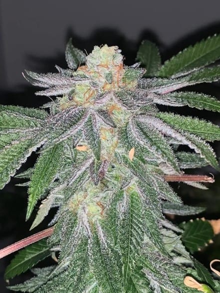 Wedding Sorbet by Exhalt Genetics