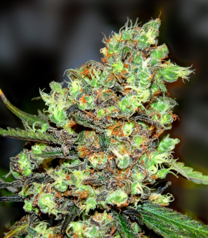 Skunk #1 - G13 Labs
