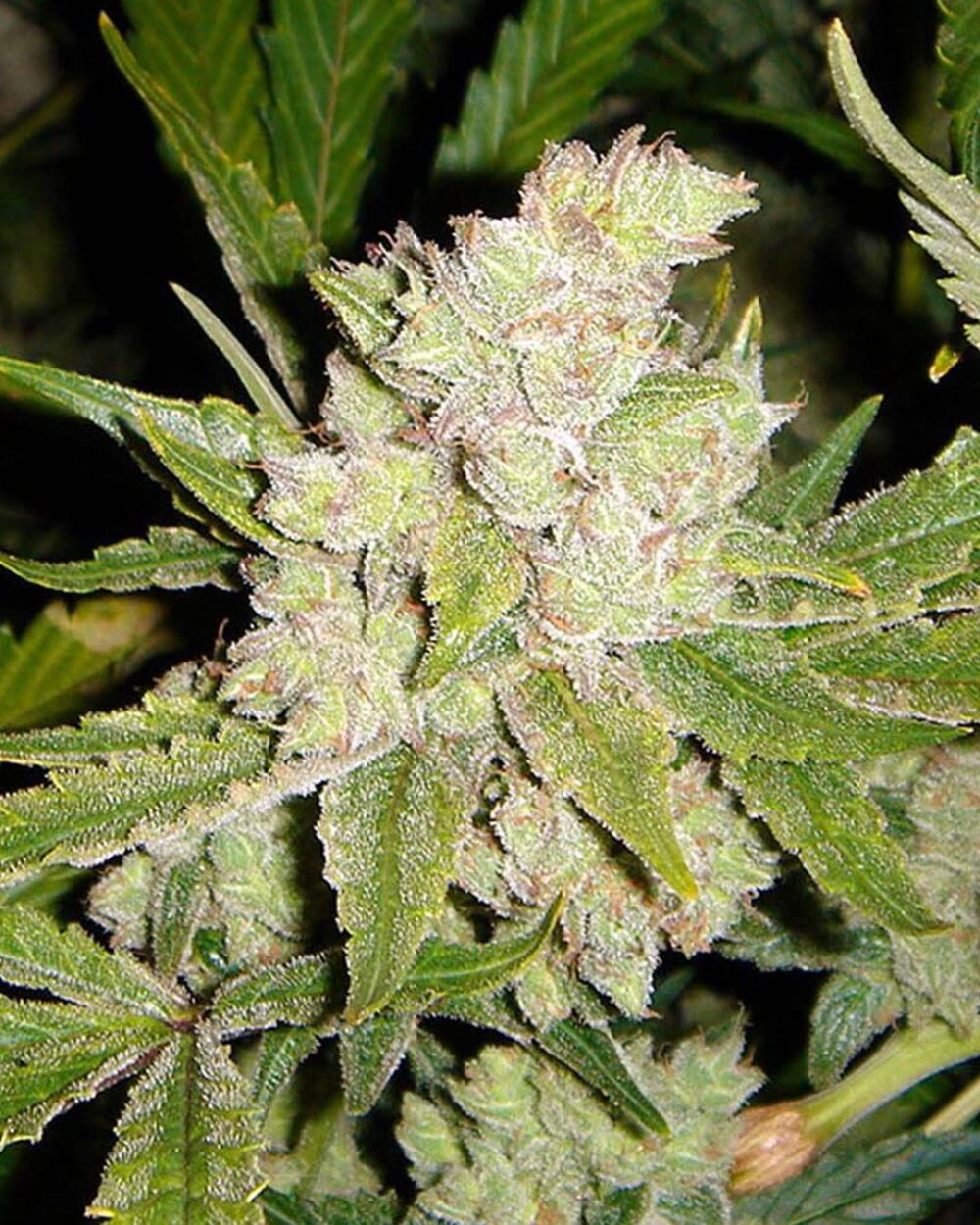 Genética de cannabis Sogouda – Soma's Seeds – foto 2
