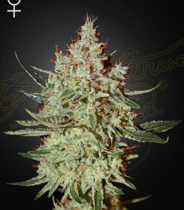 Train Wreck - Green House Seed Co