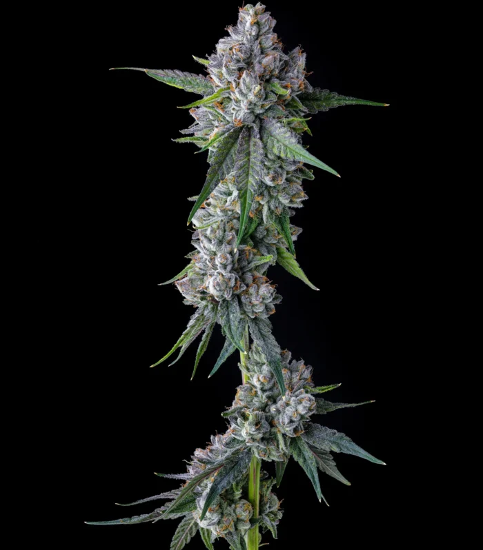 Trillianz - Compound Genetics