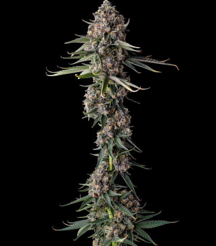 Versace Sour Feminizada - Compound Genetics