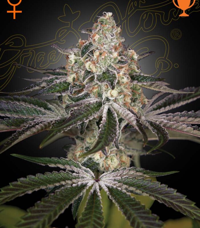 White Widow - Green House Seed Co