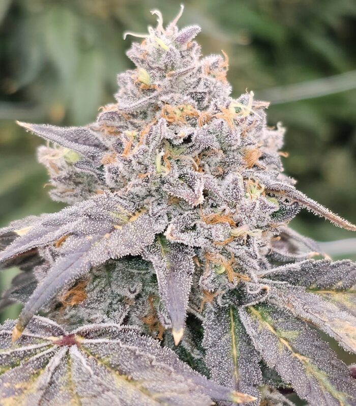 Zowahh Fresca - KARMA GENETICS