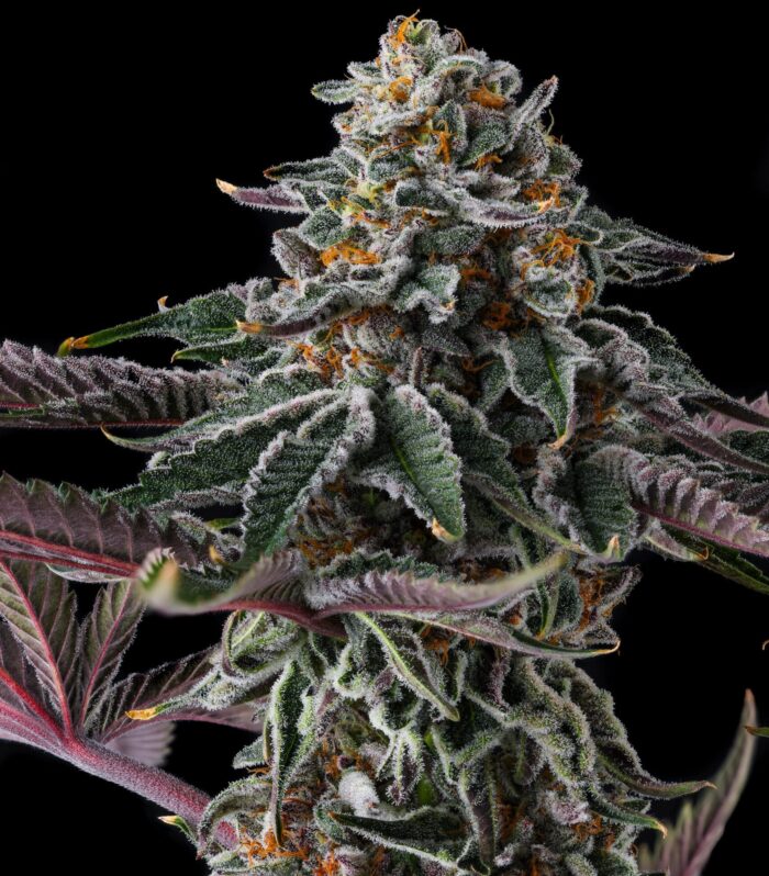 Zupernova Feminizada - Compound Genetics