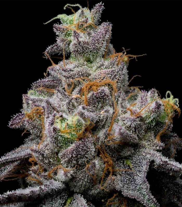 Animal Cake x Hollywood Feminizada - Cookies Seed Bank
