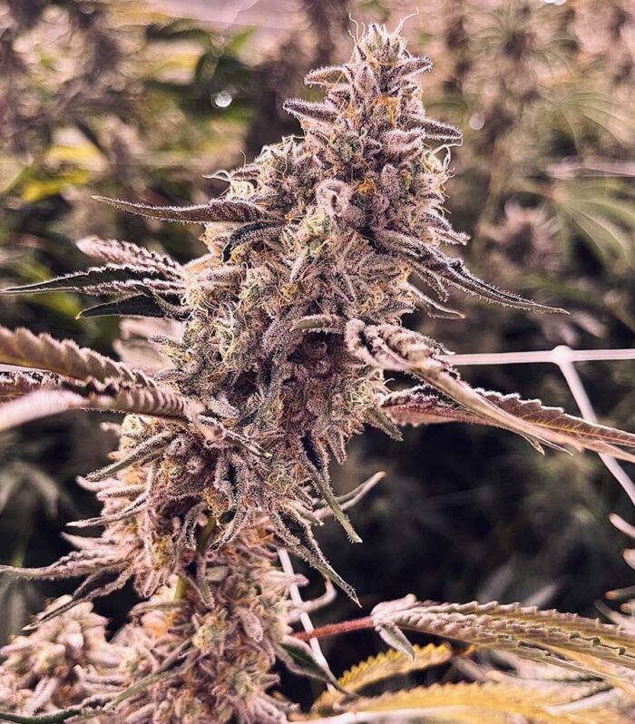 Animorph Mints - Compound Genetics
