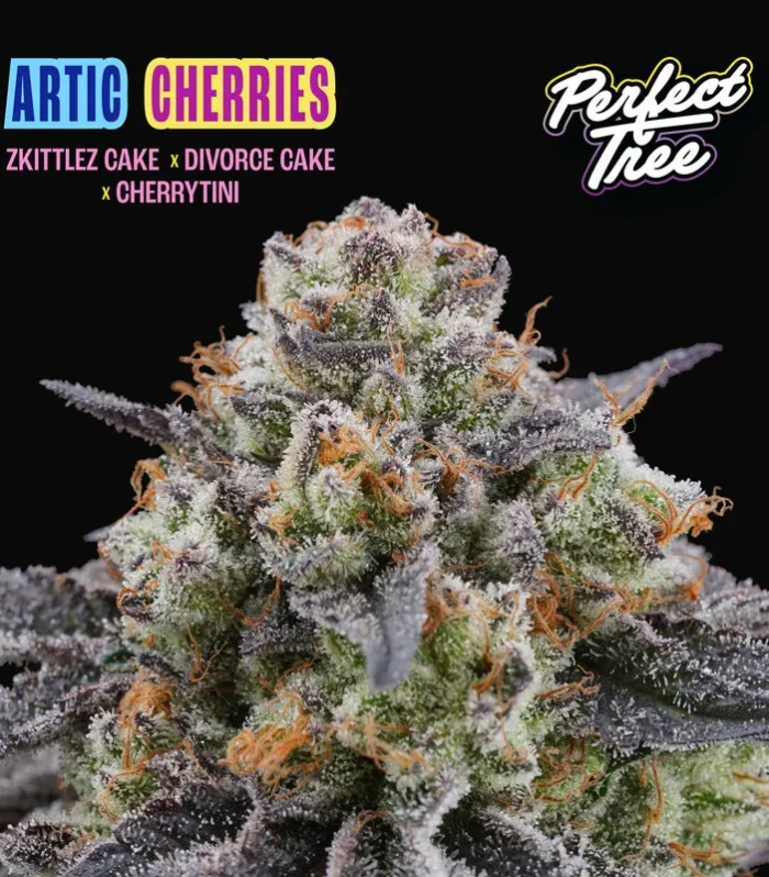 Arctic Cherries Feminizada - Perfect Tree