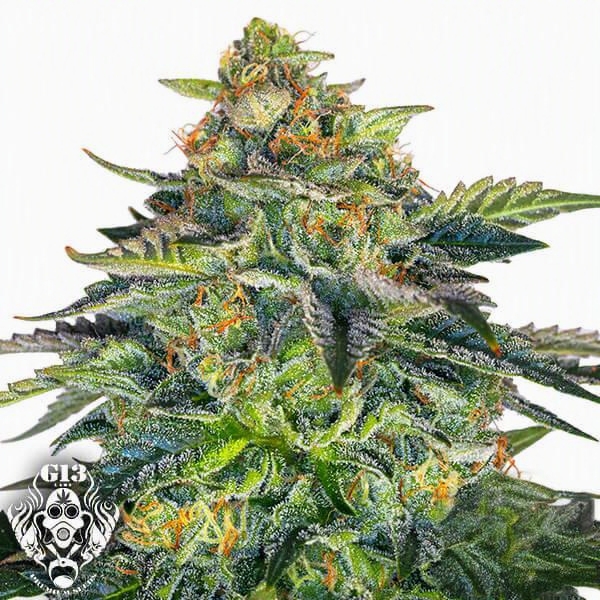 London Cream Cake AUTO (BRINDE) - G13 Labs