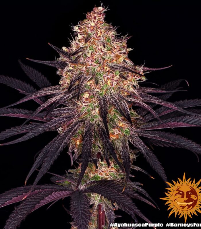 Ayahuasca Purple Feminizada - Barney's Farm