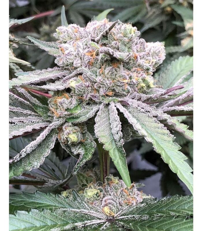 Baccarat - Symbiotic Genetics