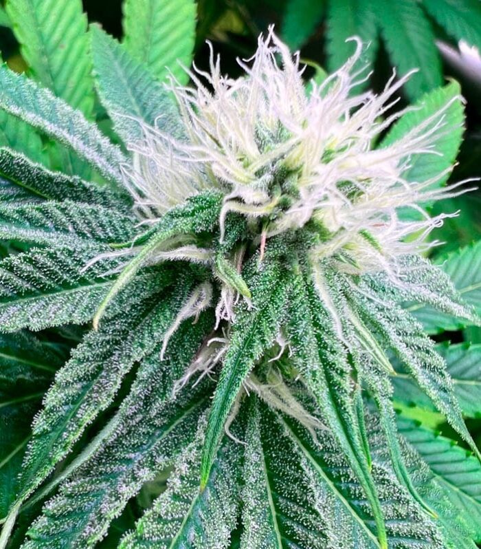 Banana Dessert -  R-Kiem