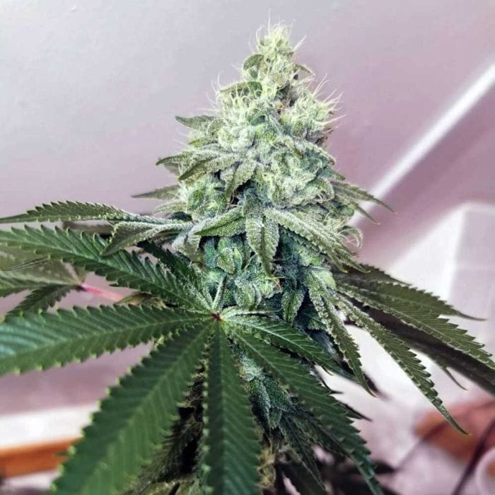 Banger Glue - Little Chief Collabs ( Karma x GG Strains )