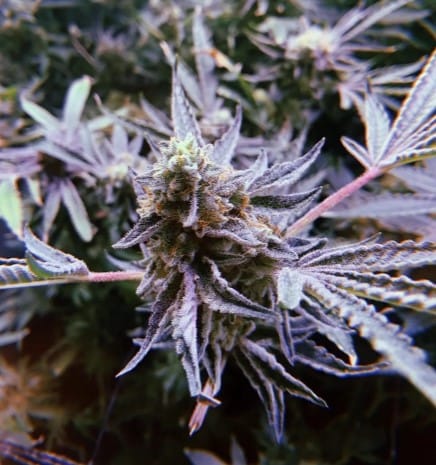 Biker Rush OG by Exhalt Genetics