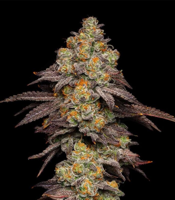Big Z x Hollywood Feminizada - Cookies Seed Bank