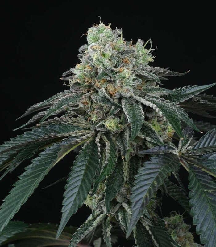 Bingsu Regular by Perfect Tree Seeds
