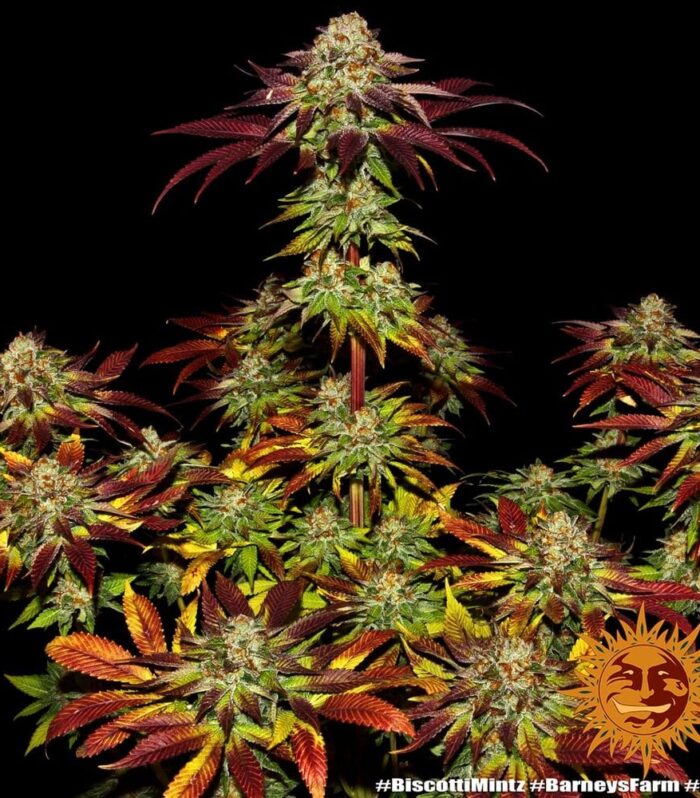 Biscotti Mintz by Barneys Farm - 5 Seeds