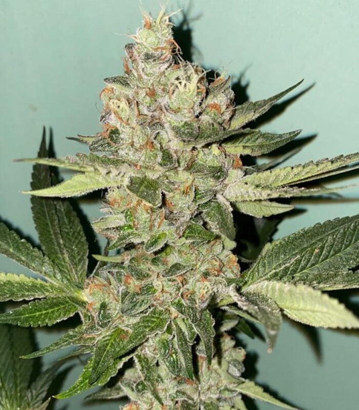 Biscotti 2.0 Female by The Plug Seedbank