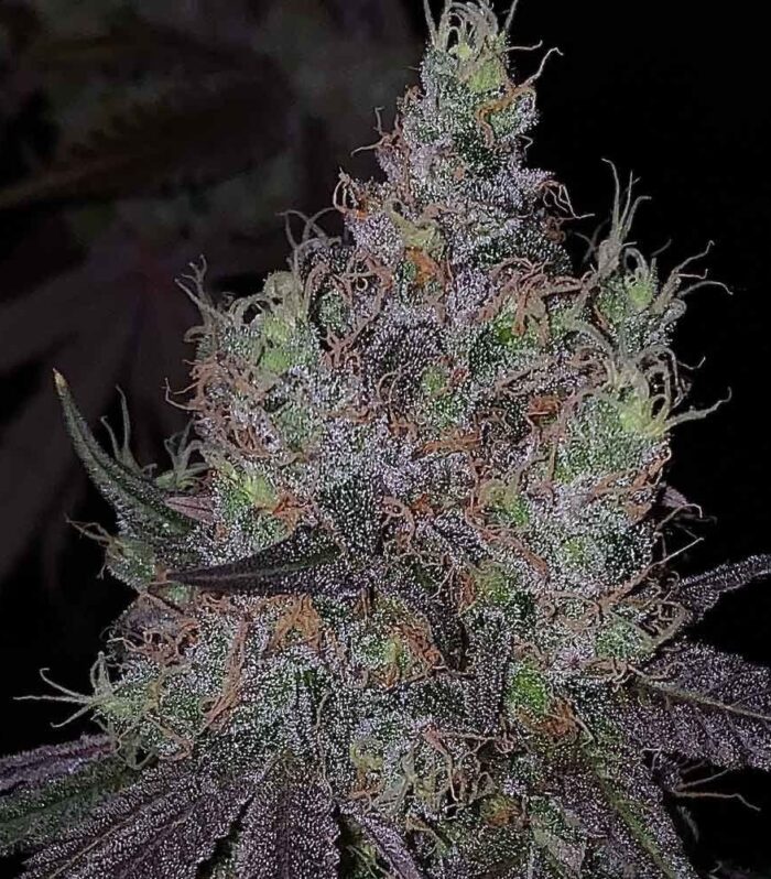 Bruntz Female by The Plug Seedbank