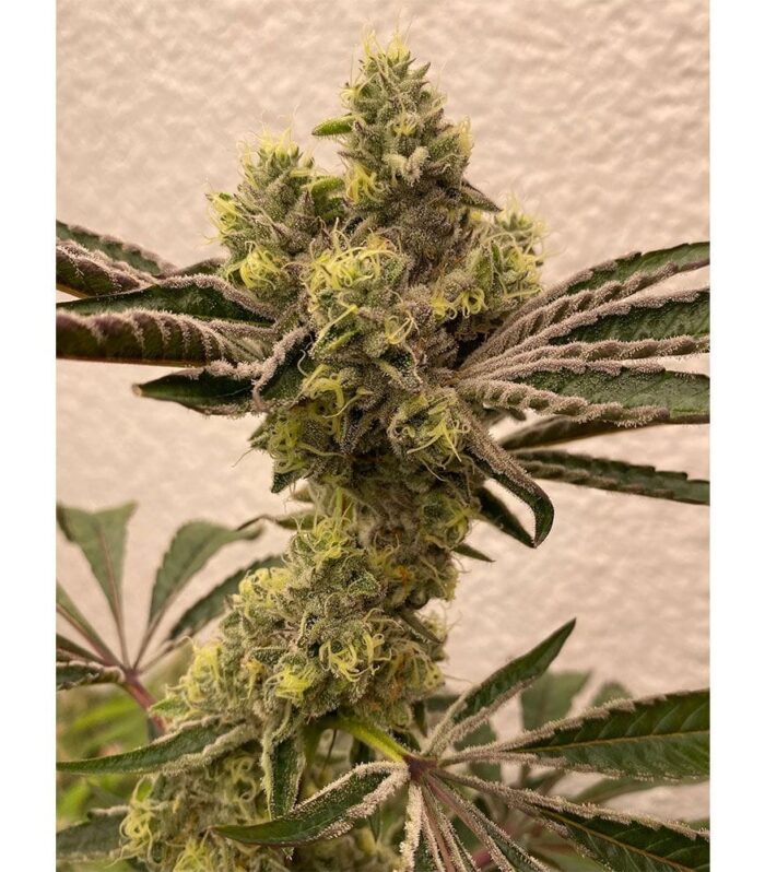 Bitter Orange - Symbiotic Genetics