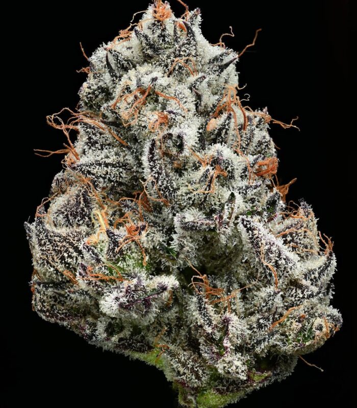 Black Cherry Gushers Feminizada - Barney's Farm