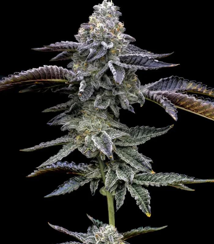 Blue Dream Feminizada - Barney's Farm