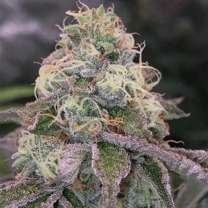 Blue Fizz Feminizada - Grounded Genetics