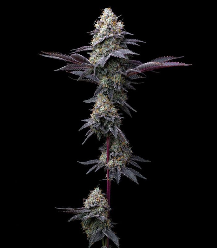 Bubblegum Gelato - Barney’s Farm