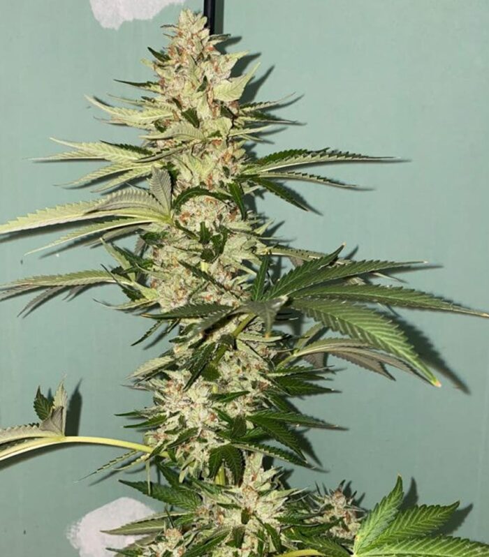Banana Loaf Female by The Plug Seedbank