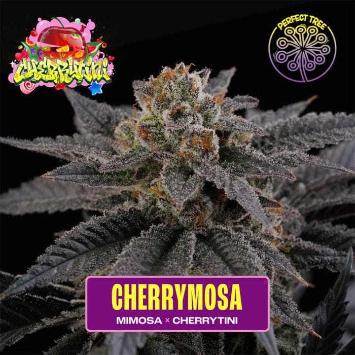 Cherry Mosa Feminizada - Perfect Tree