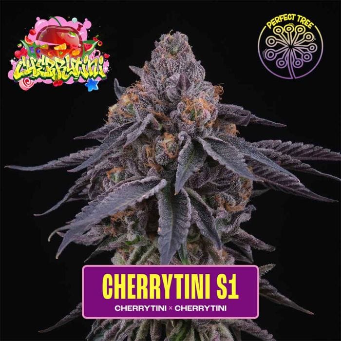 Cherrytini S1 Feminizada - Perfect Tree