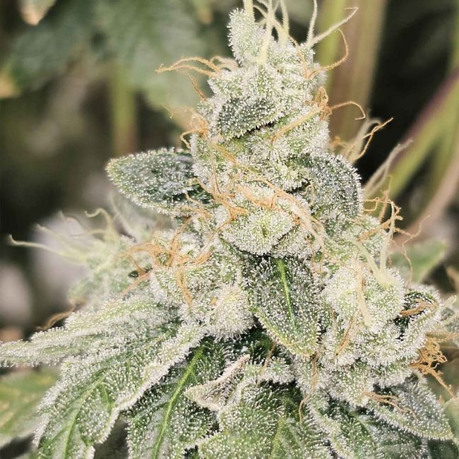 Club Kush - Karma Genetics