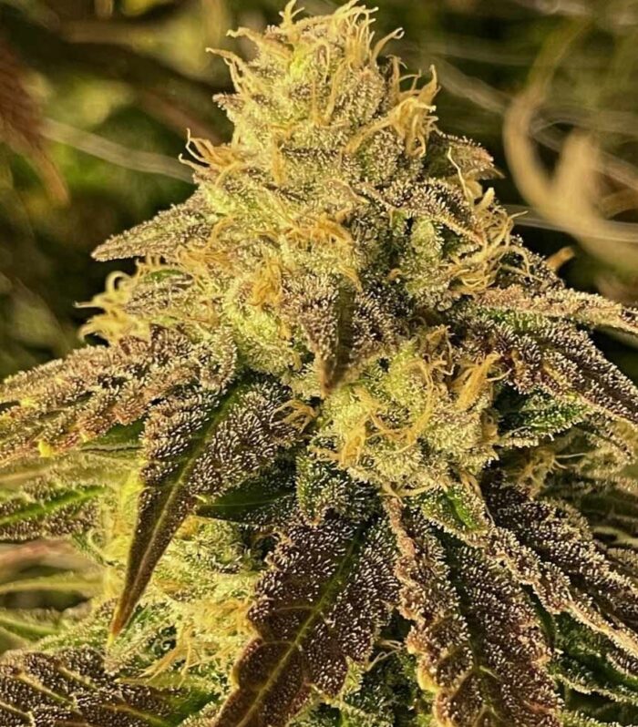 Coco Nibbles Regular by Rare Dankness