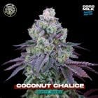 Coconut Chalice Feminizada - Perfect Tree
