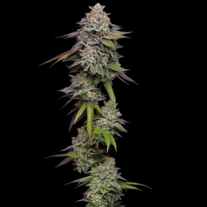 Double Stack  Feminizada - Compound Genetics