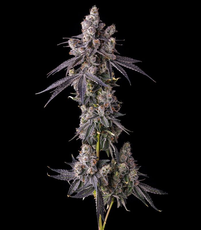 Mora Azul - Compound Genetics