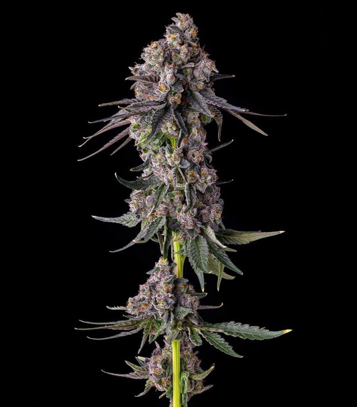 Rainbow Guavé - Compound Genetics