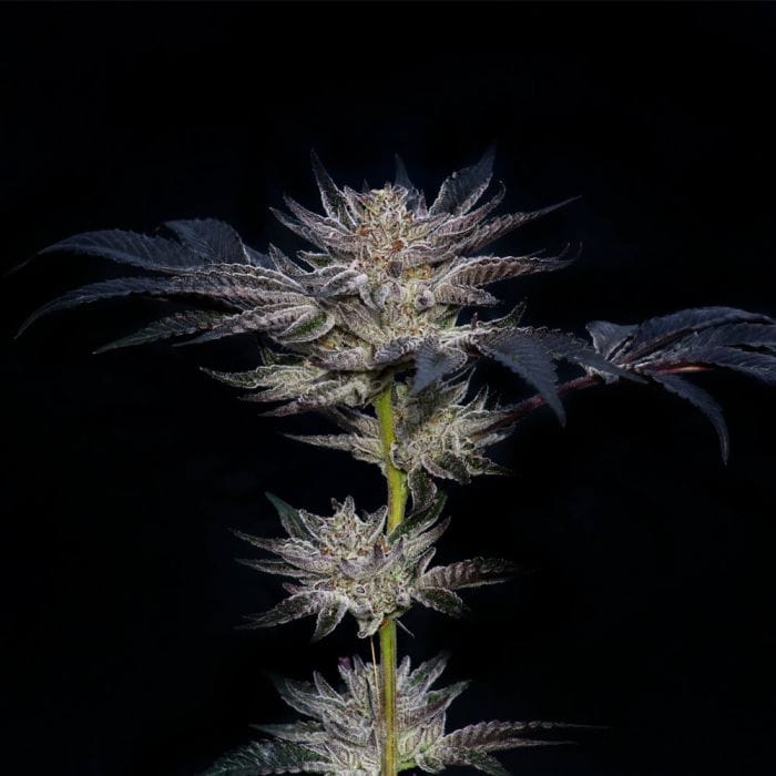 Slipstream Feminizada - Compound Genetics